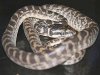 20Python_400x300.jpg
