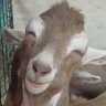 My cute baby goat.jpg