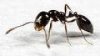 black ant.jpg
