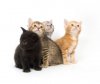 four_kittens.jpg