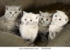 stock-photo-four-kittens-sitting-in-basket-together-33569308.jpg