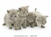 stock-photo-four-small-funny-kittens-isolated-on-white-background-29925736.jpg