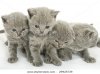 stock-photo-four-small-funny-kittens-isolated-on-white-background-29925739.jpg