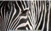 Melancholy Zebra.jpg