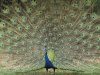 Indian-Peafowl-2-800x600.jpg