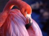 Pink-Flamingo-1-ILFN3T15QT-1600x1200.jpg