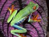 Red-Eyed-Tree-Frog,-Central-America-1-KCFVMH9QZQ-1024x768.jpg