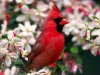 Northern-Cardinal-1-800x600.jpg