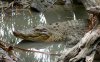 saltwater-crocodile_1920x1200.jpg