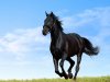 black_horse.jpg
