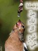 elmaa.jpg