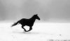 horse.jpg