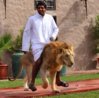 a man ride lion..jpg