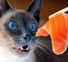 Cat reaction for sushi.jpg