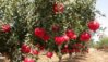promegranates garden.jpg