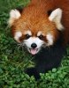 0403100549521red_panda_5x7.jpg