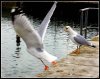 _don_t_jump_wb_gulls.jpg