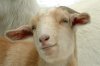 agentlegoat.jpg