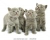 stock-photo-four-small-funny-kittens-isolated-on-white-background-23423542.jpg